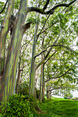 Rainbow Eucalyptus Grove On The Island Of Maui