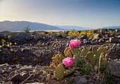 Prickly Pear Cactus Blooms Over Death Valley National Park