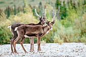 Two Young Male Caribou On A Gravel Bed In Denali National Park, Alaska, Usa