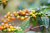 Detail Of Unripe Yet Colourful Coffee Beans Growing In The Coffee Fields Of The San Pedro Volcano