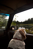 Pet Dog Looking Outside The Window Of A Car During A Road Trip To Adirondacks