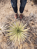 Looking Down At A Man's Feet Near The Cactus In Desert
