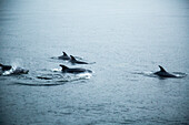 Bottle-nose Dolphins During A Rainy Day In Milford Sound, New Zealand