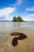 Seaweed Forms A Question Mark On Beach Near Tofino, British Columbia, Canada