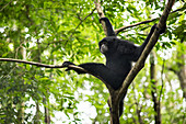 Sumatran Siamang In The Forest, Bukit Lawang, Sumatra, Indonesia