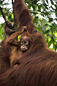 Sumatran Orangutan With Its Young One In The Forest Of Bukit Lawang, Sumatra, Indonesia
