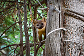 Pine Marten On The Branch Of A Tree Chicago Basin