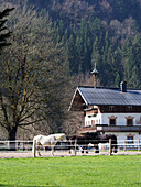 Hof mit Pferden am Habersauertal bei Walchsee, Kaisergebirge, Tirol, Österreich