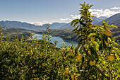 Europe, Italy, Trentino South Tyrol, Non Valley, apple at St,  Giustina Lake