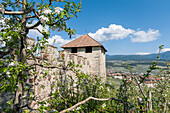 Italy, Trentino, Non Valley, apple blossom at Nanno Castle