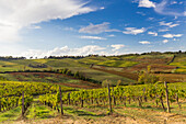 Weinberge auf den Hügeln um Vagliagli, Vagliagli, Castelnuovo Berardenga, Chianti, Provinz Siena, Toskana, Italien, Europa