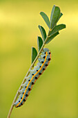 Colias alfacariensis, bersezio, cuneo, piedmont, Italy