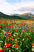 Castelluccio di Norcia, Umbrien, Italien, Piana Grande Valley Landschaft voller Blumen