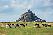 Kühe, die mit dem Dorf im Hintergrund weiden, Mont-Saint-Michel, Normandy, Frankreich