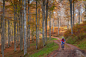 Cansiglio Wald, Treviso Provinz, Veneto, Norditalien, Italien, Europa, Ein Radfahrer auf der Taffarel Straße in den Wald von Buchen