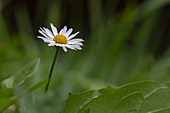 in a solitary daisy in the middle of a green grassy meadow stand out white petals and yellows pistils