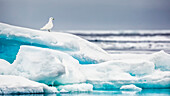 Ivory gull in the sea ice north off Spitsbergen Island, Svalbard, Spitsbergen, Norway