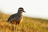 Trentino Alto Adige, Italien, Eurasischer Dotterel