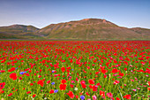 Castelluccio di Norcia, Umbria district, Italy, Europe