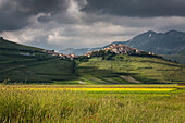 Grüne Felder von Ohren von Mais Rahmen der mittelalterlichen Dorf Castelluccio di Norcia Provinz Perugia Umbrien Italien Europa
