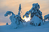 Sun and clouds frame the the snowy woods in the cold arctic winter Ruka Kuusamo Ostrobothnia region Lapland Finland Europe