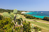 Stachelige Birnen und grüne Wiesen des Golfplatzes Rahmen der türkisfarbenen Meer Sperone Bonifacio Südkorsika Frankreich Europa