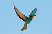 The bee-eater  photographed in flight, Canneto sull'Oglio, Mantova, Lombardy, Italy