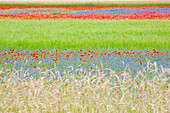 Europa, Italien, Umbrien, Bezirk Perugia, Blüte von Castelluccio von Norcia