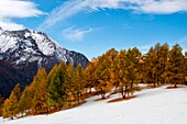 Orsiera Rocciavre Park, Chisone Valley, Turin, Piemont, Italien, Herbst Orsiera Rocciavre Park