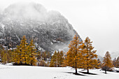 Chisone Valley, Valle Chisone, Provinz Turin, Piemont, Italien, Europa, Herbstfarben mit Schnee