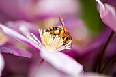 Biene saugen Nektar von einer Blume