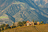 Italy, South Tyrol, Merano, castle and vineyards