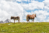 Horse and donkey graze on the lawns near Lavaredo refuge, Veneto, Dolomites, Italy, Europe