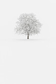 Europe, Italy, Trentino Alto Adige, Non valley, Snow covered tree after a heavy snowfall