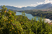 Europe, Italy, Trentino South Tyrol, Non Valley, apple at St, Giustina Lake