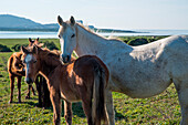 Horses, Asinara island, Porto Torres, Sassari province, sardinia, italy, europe