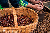 Chestnuts, Sorgono, Nuoro province, sardinia, italy, europe