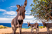 Donkeys in Asinara island, porto torres, sassari province, sardinia, italy, europe
