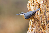 Adamello Natural Park, Lombardy, Italy, Woodpecker muretore