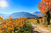 A oad between vineyards leads to Ramez Castle, Ramez Castle, Merano, Val Venosta, Alto Adige, Sudtirol, Italy, Europe