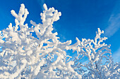 Eisiger Baum, Abisko, Abisko Nationalpark, Norbottens Ian, Schweden, Europa