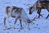 Reindeer grazing, Riskgransen, Norbottens Ian, Lapland, Sweden, Europe