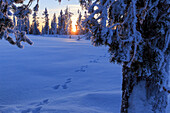 Fußabdruck von Hase am Rande des Lappland Waldes bei Sonnenuntergang, Sarkimukka, Norbottens Ian, Laplans, Schweden, Europa