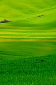 Die grünen Hügel von Val D'Orcia, Toskana, Italien