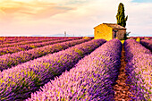 Provence, Valensole Plateau, France, Europe, Lonely farmhouse and cypress tree in a Lavender field in bloom, sunrise with sunburst