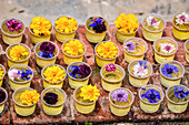 Offers of flowers, Bouddhanath, Kathmandu, Nepal, Asia
