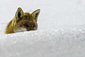 The eyes of a fox, in the snow, Orco Valley, Gran Paradiso National Park, Piedmont, Italy