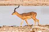 Antelope near a pond, Etosha National Park, Oshikoto region, Namibia