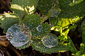 Details of iced dew on the green leaves in dim light, Undergrowth of Montevecchia, Lombardy, Italy