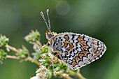Details von Schmetterling Melitea von Morgentau bedeckt, Es wartet auf die Hitze zu fliegen, Lombardei, Italien